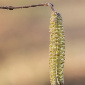 Photographie n°207925 du taxon Corylus avellana L.