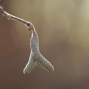 Photographie n°207926 du taxon Corylus avellana L.