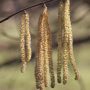 Photographie n°207934 du taxon Corylus avellana L.