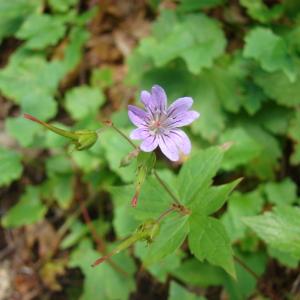 Photographie n°207943 du taxon Geranium nodosum L. [1753]