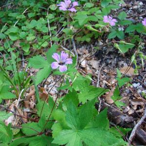 Photographie n°207947 du taxon Geranium nodosum L. [1753]