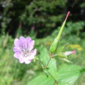 Photographie n°207949 du taxon Geranium nodosum L. [1753]