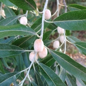 Photographie n°207952 du taxon Elaeagnus angustifolia L. [1753]