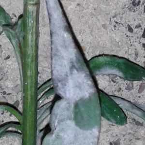 Photographie n°207966 du taxon Andryale à feuilles entières