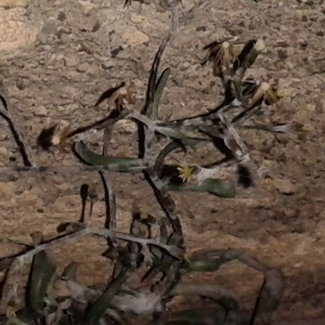 Photographie n°207970 du taxon Andryale à feuilles entières