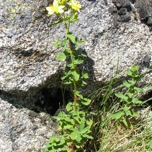  - Hypericum maculatum subsp. maculatum