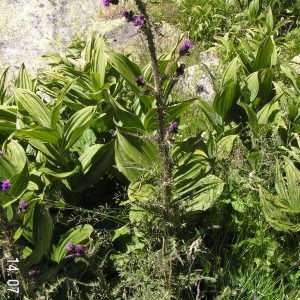 Photographie n°207992 du taxon Cirsium palustre (L.) Scop. [1772]