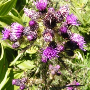 Photographie n°207993 du taxon Cirsium palustre (L.) Scop. [1772]