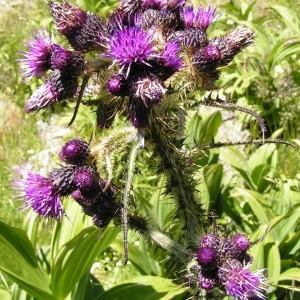 Photographie n°207994 du taxon Cirsium palustre (L.) Scop. [1772]