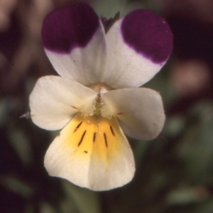 Viola arvensis Murray (Pensée des champs)