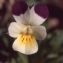  Liliane Roubaudi - Viola arvensis Murray [1770]