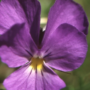 Viola calcarata L. (Pensée des Alpes)