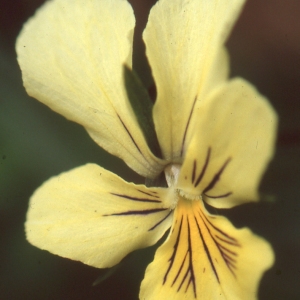  - Viola lutea subsp. lutea