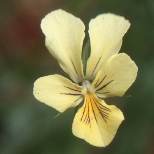 Viola lutea Huds. subsp. lutea (Pensée des Vosges)
