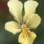  Liliane Roubaudi - Viola lutea subsp. lutea