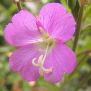 Chamaenerion hirsutum (L.) Scop. (Épilobe à grandes fleurs)