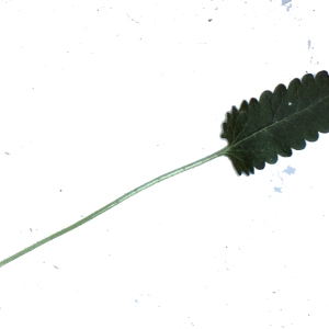 Photographie n°208060 du taxon Betonica officinalis L. [1753]