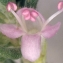  Liliane Roubaudi - Thymus vulgaris L. [1753]