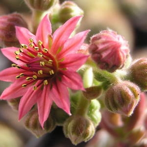  - Sempervivum arachnoideum L. [1753]