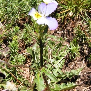 Photographie n°208084 du taxon Viola tricolor subsp. tricolor