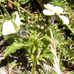 Viola tricolor L. subsp. tricolor (Pensée sauvage)