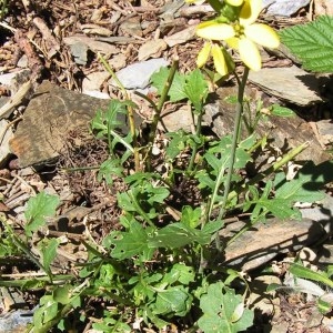 Coincya monensis subsp. montana (DC.) B.Bock (Fausse Giroflée des montagnes)