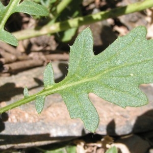  - Coincya monensis subsp. montana (DC.) B.Bock