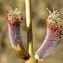 Salix purpurea L. [nn59837] par Liliane Pessotto le 22/03/2009 - Saint-Antonin-Noble-Val