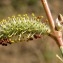 Salix purpurea L. [nn59837] par Liliane Pessotto le 22/03/2009 - Saint-Antonin-Noble-Val