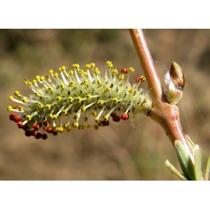 salix-purpurea-serres-riviere-22-03-2009-e.jpg