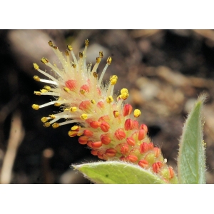 salix-pyrenaica-gavarnie-pailla-03-07-2013-c.jpg