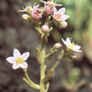  - Sedum villosum L.