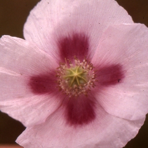 Papaver setigerum [var.] nigrum (Garsault) P.Fourn. (Pavot sauvage)