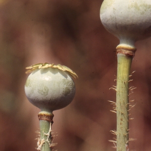  - Papaver somniferum subsp. setigerum (DC.) Arcang. [1882]