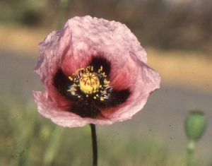 Liliane Roubaudi, le 15 mai 1994 (Port la Nouvelle)