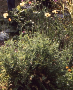 Liliane Roubaudi, le 14 septembre 1996 (Le Puy)