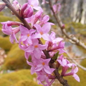 Daphne mezereum var. grandiflora Dippel (Daphné bois-gentil)