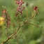  Liliane Roubaudi - Fumaria officinalis L. [1753]