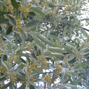 Photographie n°208170 du taxon Elaeagnus angustifolia L.