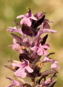 liliane Pessotto, le 31 mai 2012 (La Malène 48 (Roc de Hourtous))