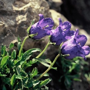 Photographie n°208179 du taxon Campanula alpestris All. [1773]