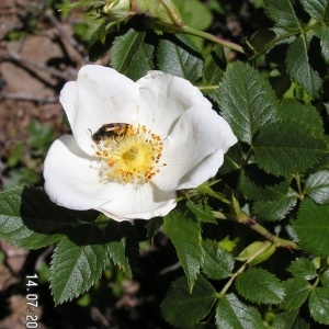  - Rosa coriifolia Fr. [1814]