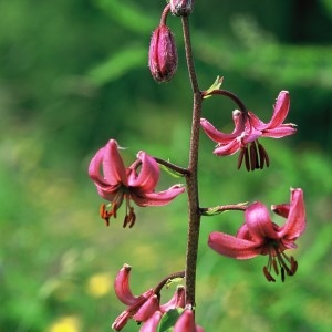 Photographie n°208184 du taxon Lilium martagon L.