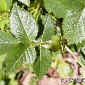 Photographie n°208185 du taxon Rosa coriifolia Fr. [1814]