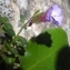  Alain Bigou - Chaenorhinum origanifolium (L.) Kostel.