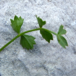 Photographie n°208207 du taxon Pimpinella tragium Vill. [1779]