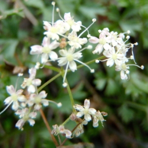 Pimpinella tomiophylla (Woronow) Stankov ex Schischk. (Boucage tragium)