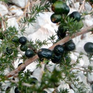 Photographie n°208213 du taxon Asparagus acutifolius L. [1753]