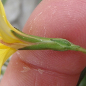 Photographie n°208228 du taxon Lactuca viminea (L.) J.Presl & C.Presl [1819]