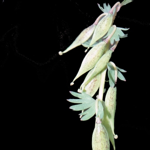 Photographie n°208237 du taxon Corydalis solida (L.) Clairv.